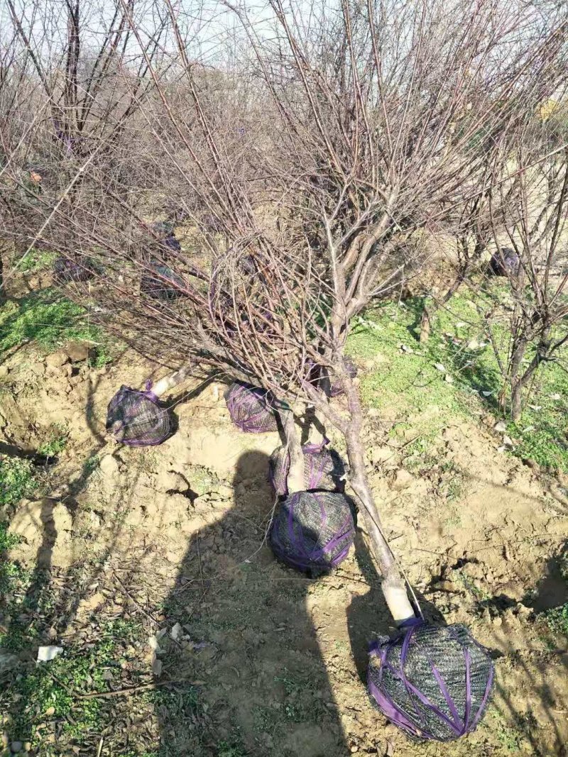榆叶梅5-8公分有货冠幅一般一级货二级货