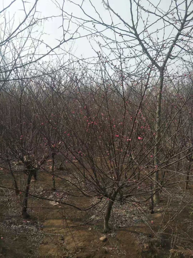 榆叶梅5-8公分有货冠幅一般一级货二级货