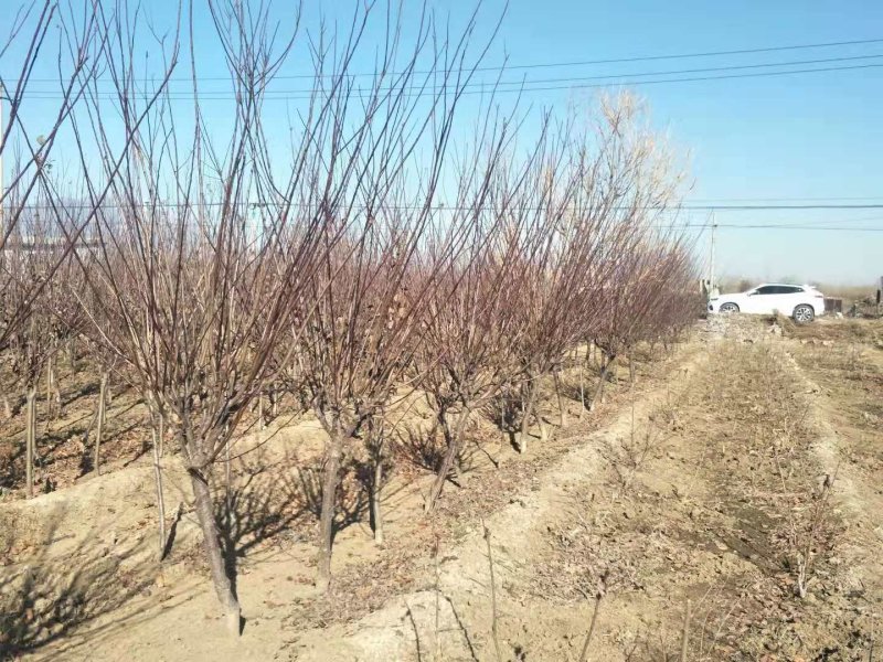 榆叶梅5-8公分有货冠幅一般一级货二级货