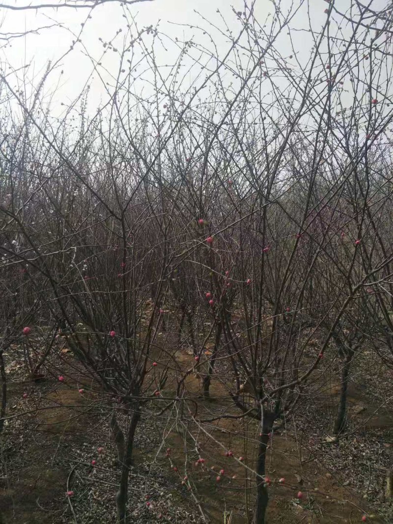 榆叶梅5-8公分有货冠幅一般一级货二级货