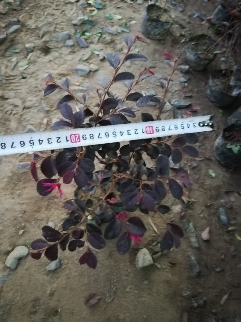 红花檵木，红花檵木球，红花檵木柱子红花檵木小苗，色块小苗
