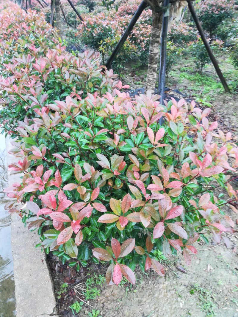 红叶石楠小苗，红叶石楠柱子，红叶石楠球，色块小苗