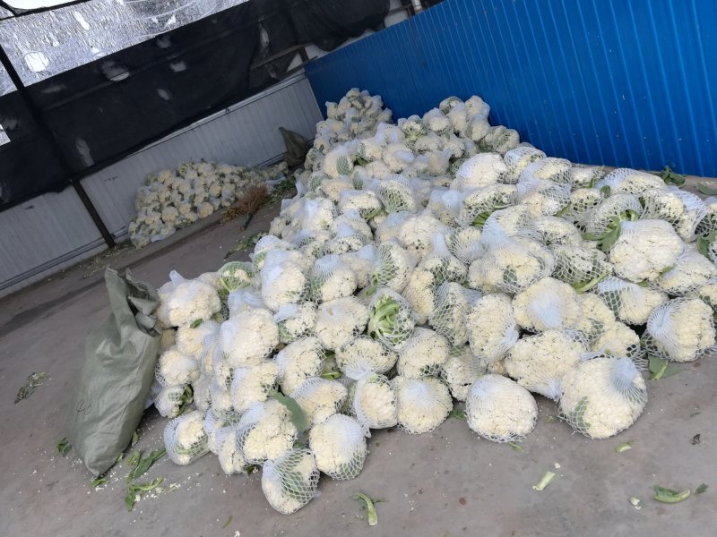 潍坊青州，青梗白面有机菜花，大量上市，欢迎各位老板咨询采
