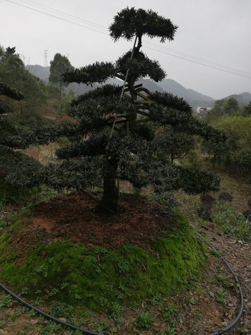 造型罗汉松，异性罗汉松，罗汉松小苗，异性罗汉松