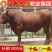 架子牛犊优良品种品质保障提供技术让您养牛无忧