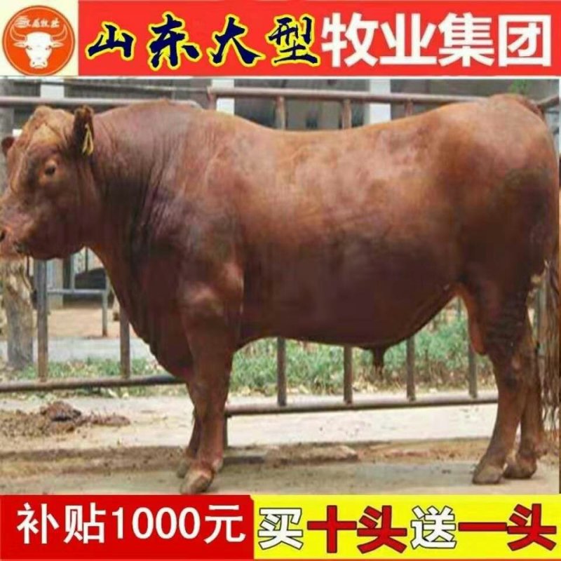 架子牛犊优良品种品质保障提供技术让您养牛无忧