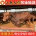 架子牛犊优良品种品质保障提供技术让您养牛无忧