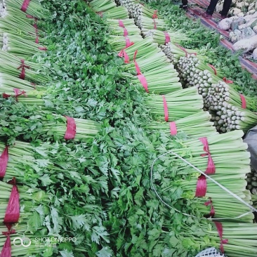 供应优质冷棚芹菜，产地值供，对接商超