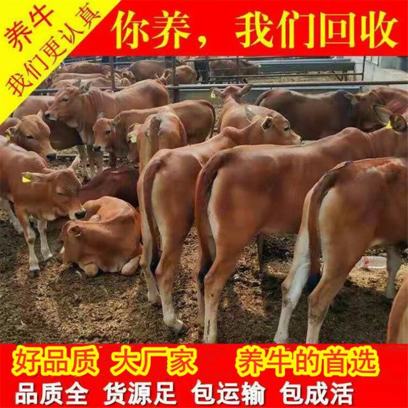奶牛牛犊优良品种品质保障提供技术免费运输