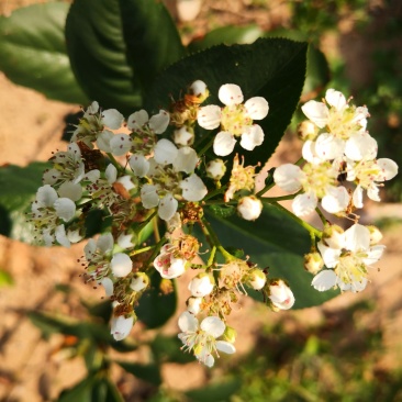 黑果腺肋花楸
