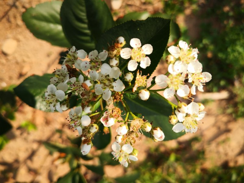 黑果腺肋花楸