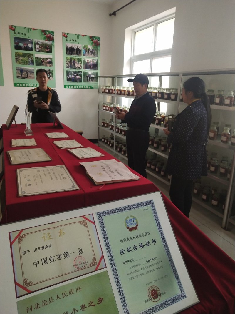 河北省沧州市献县正发枣树种植有限公司大果型一号