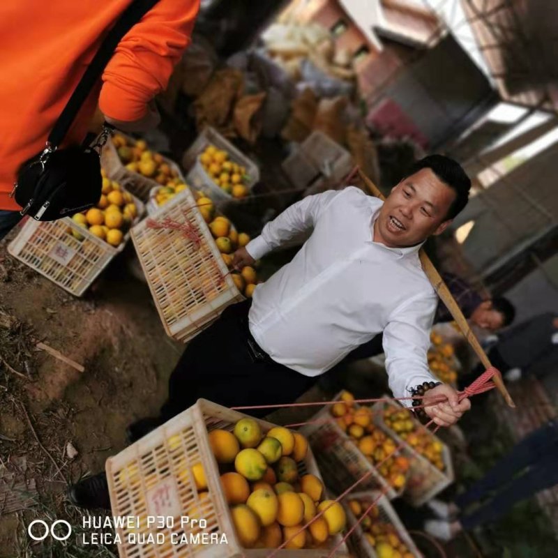 【赣州脐橙】赣州脐橙，橙子