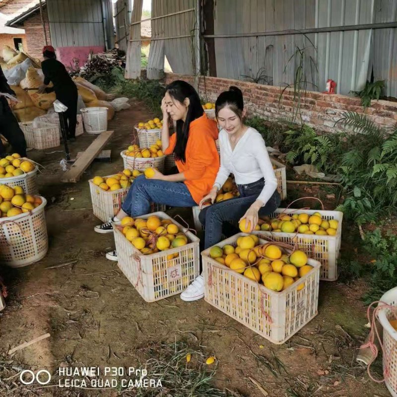 【赣州脐橙】赣州脐橙，橙子