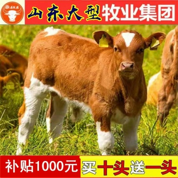 湘西黄牛品质保障提供技术运输保送