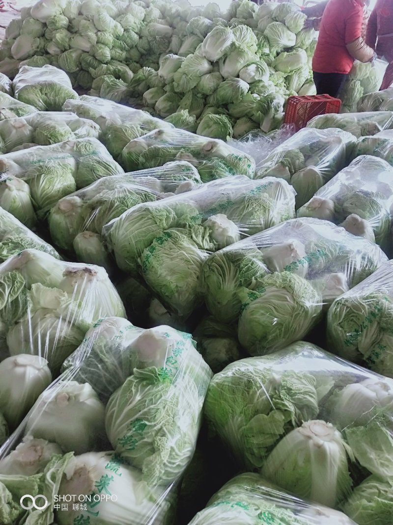 德高101大白菜，产地直供，毛菜，净菜都有货
