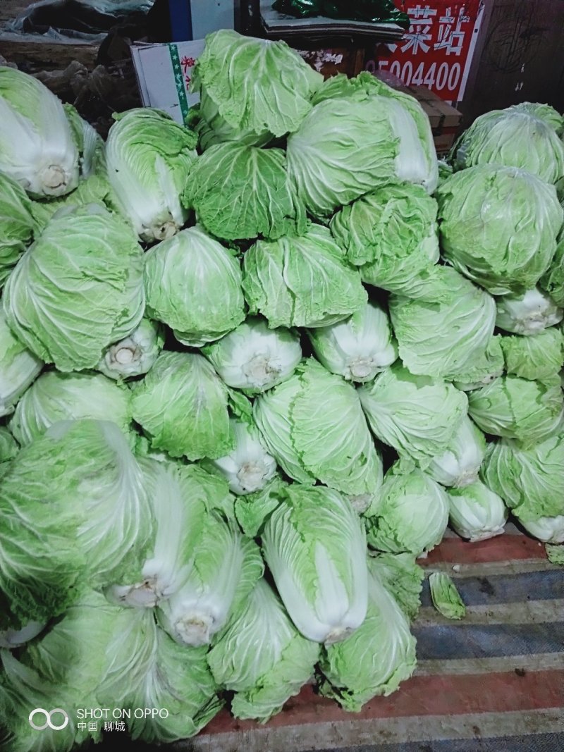 德高101大白菜，产地直供，毛菜，净菜都有货