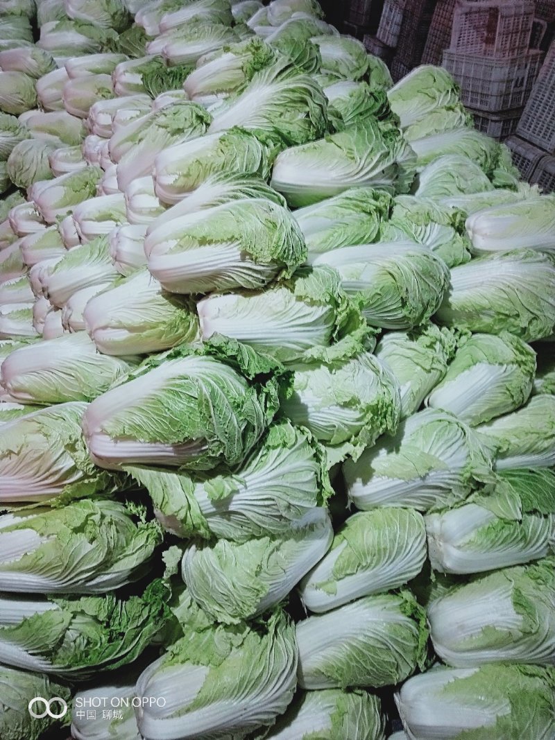 德高101大白菜，产地直供，毛菜，净菜都有货