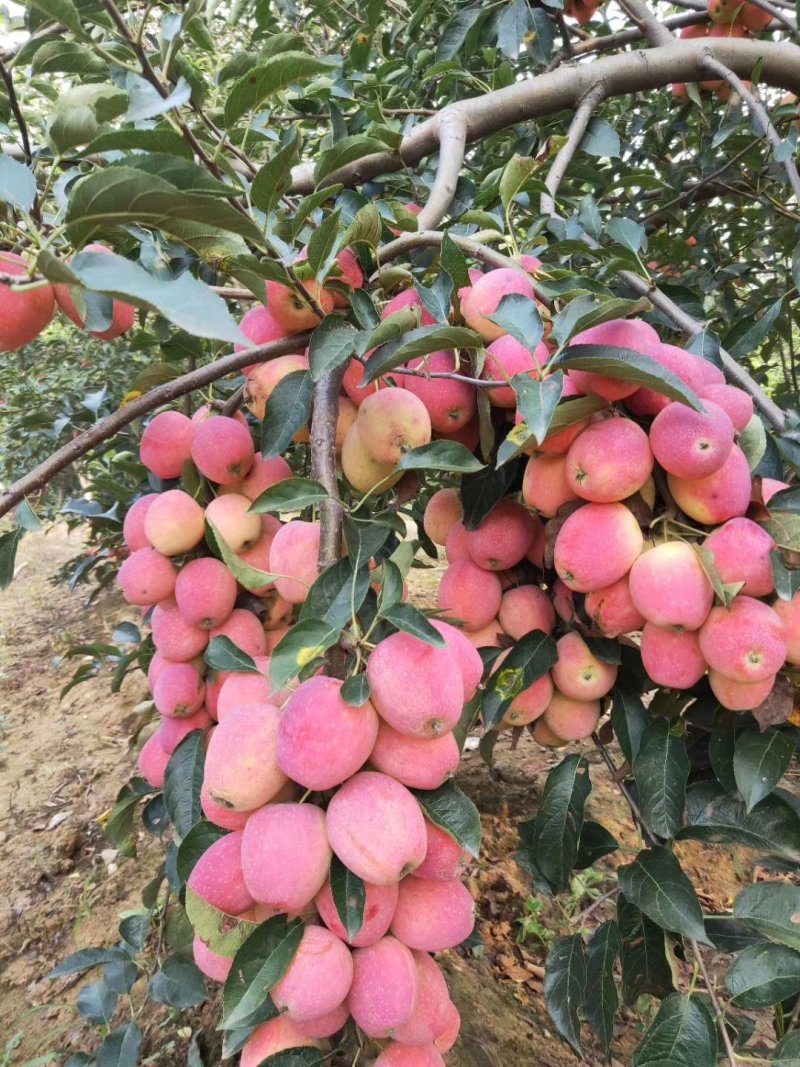 1公分2公分鸡心果树苗3公分4公分鸡心果树视频看货