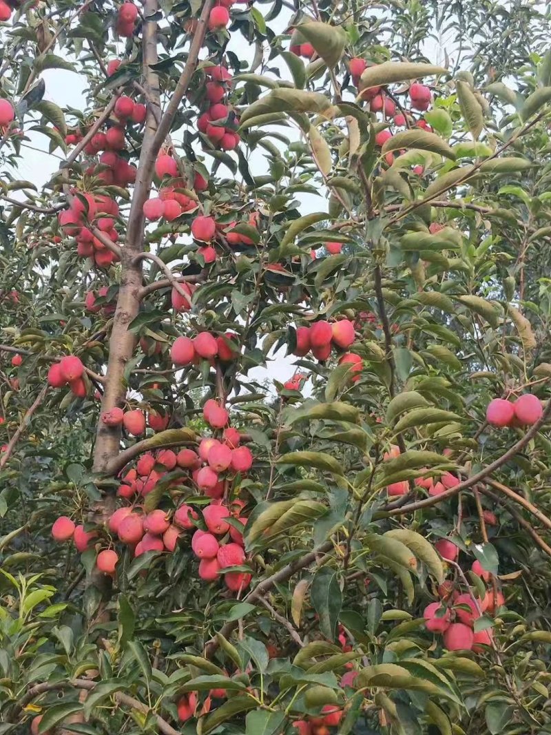 1公分2公分鸡心果树苗3公分4公分鸡心果树视频看货