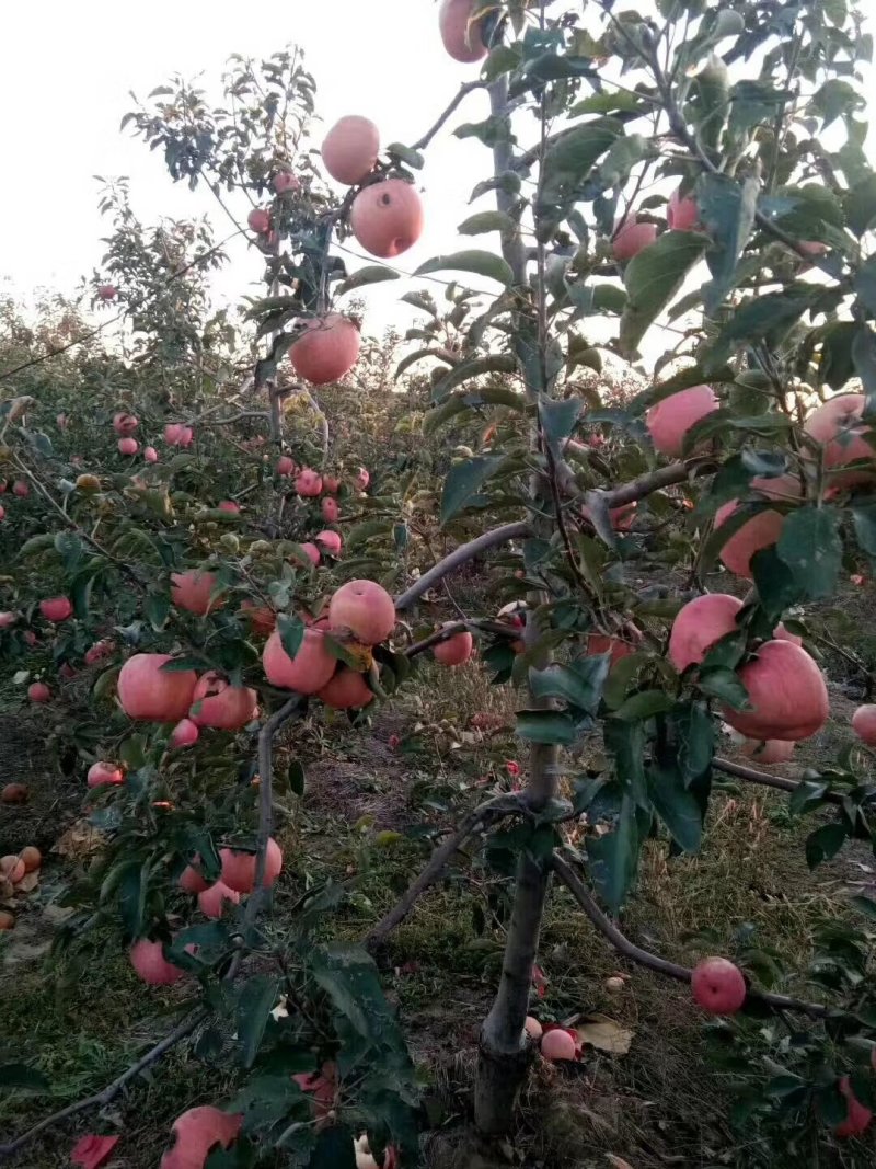 1公分2公分鸡心果树苗3公分4公分鸡心果树视频看货