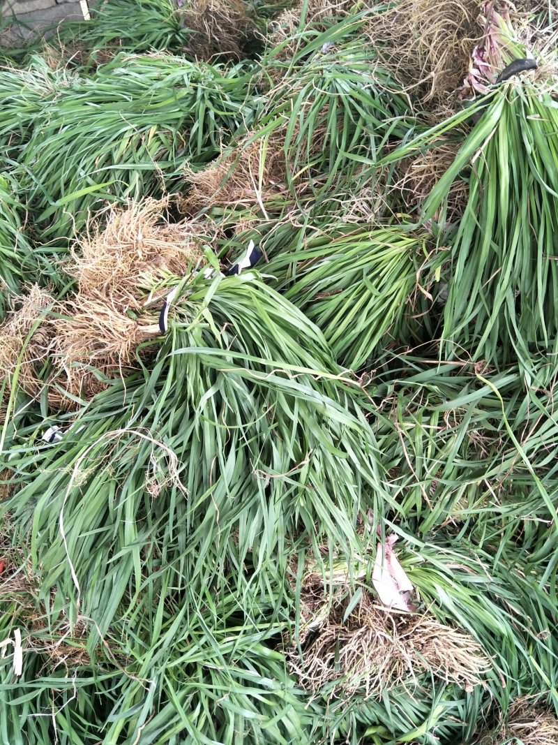 黄花菜苗(金针菜苗）批发产地出售黄花萱草