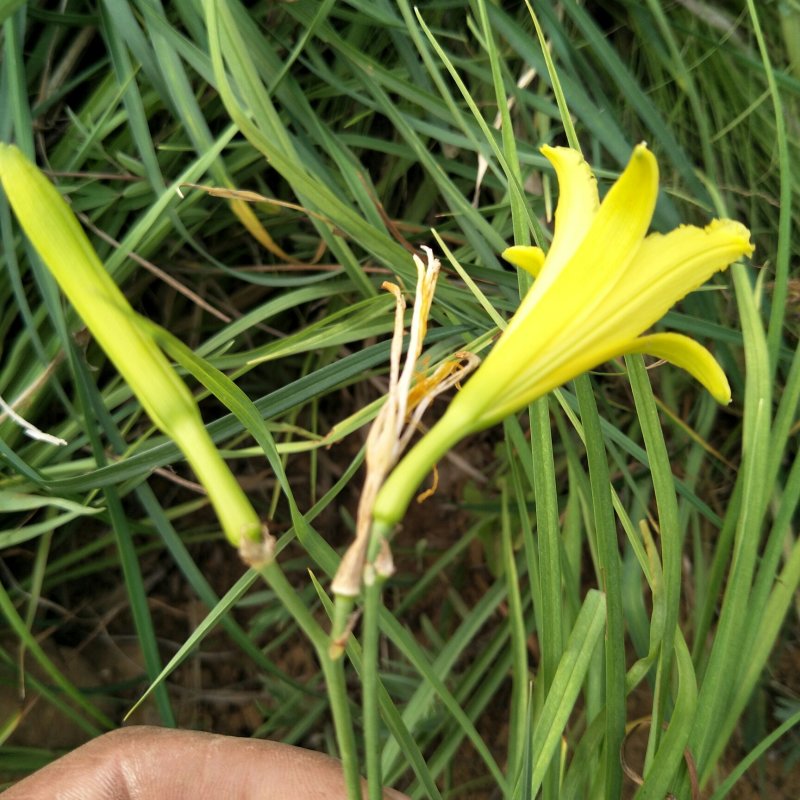 黄花菜苗(金针菜苗）批发产地出售黄花萱草