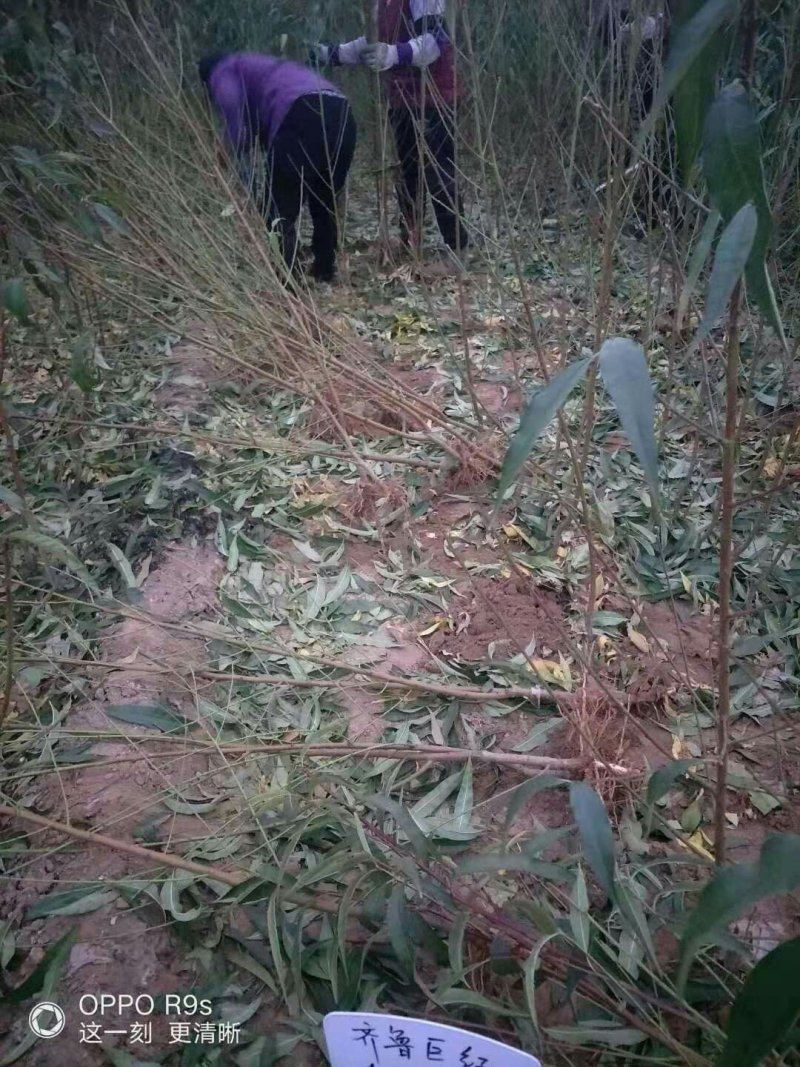 品种桃树苗，规格齐全，包成活，保湿发货，质优价廉