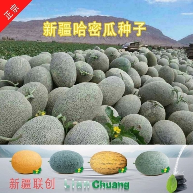 新疆创科蜜哈密瓜种子甜度17度左右芽率90%