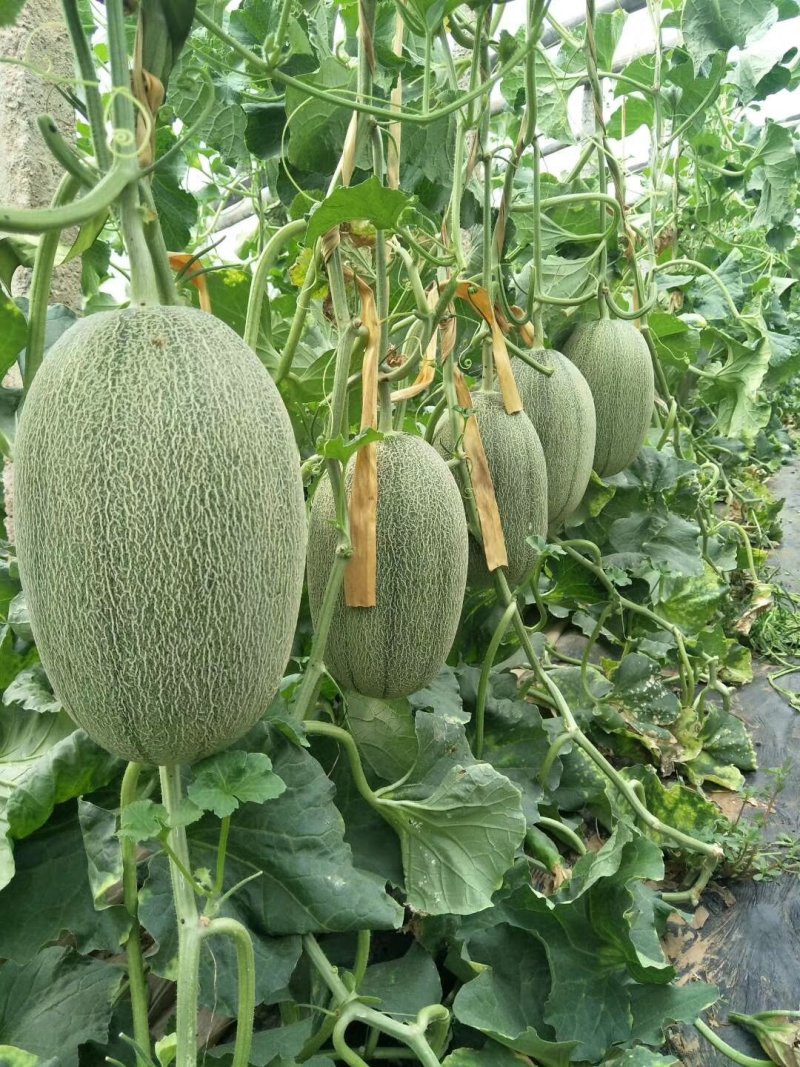 新疆创科蜜哈密瓜种子甜度17度左右芽率90%