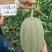 新疆创科蜜哈密瓜种子甜度17度左右芽率90%