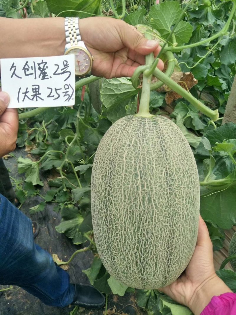 新疆创科蜜哈密瓜种子甜度17度左右芽率90%