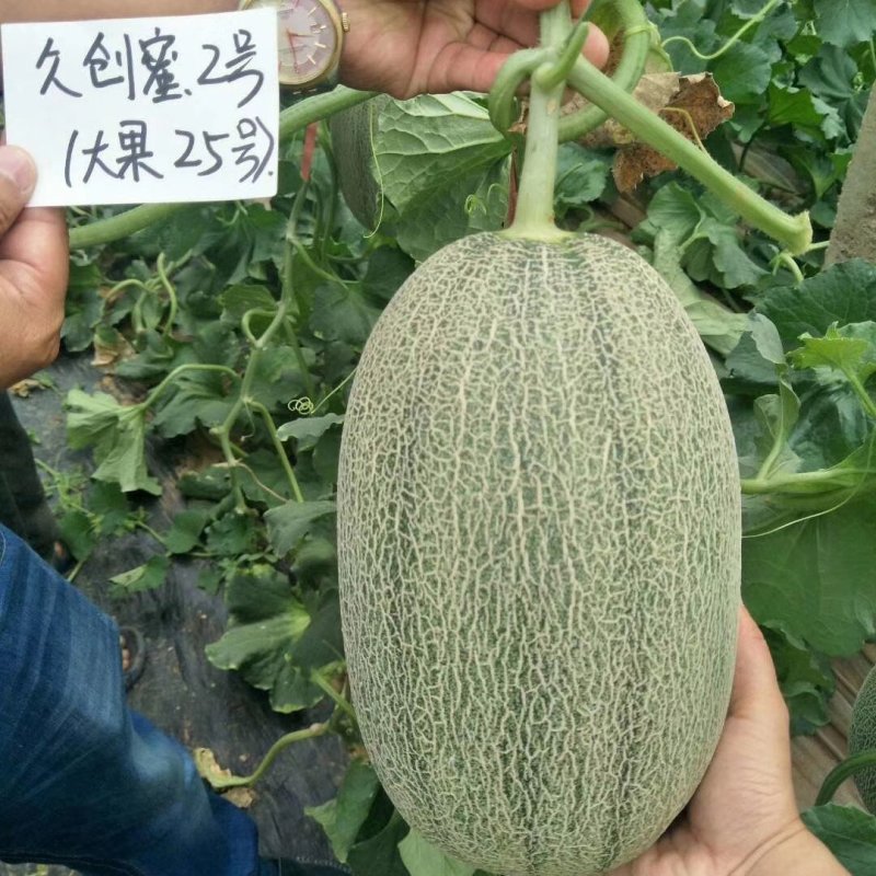 新疆创科蜜哈密瓜种子甜度17度左右芽率90%