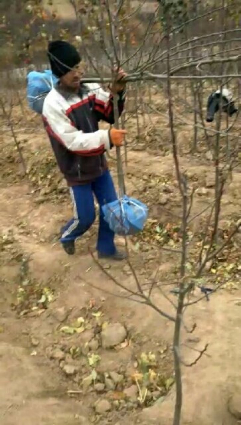 八棱海棠苗【双八以上的成品】可以视频看货