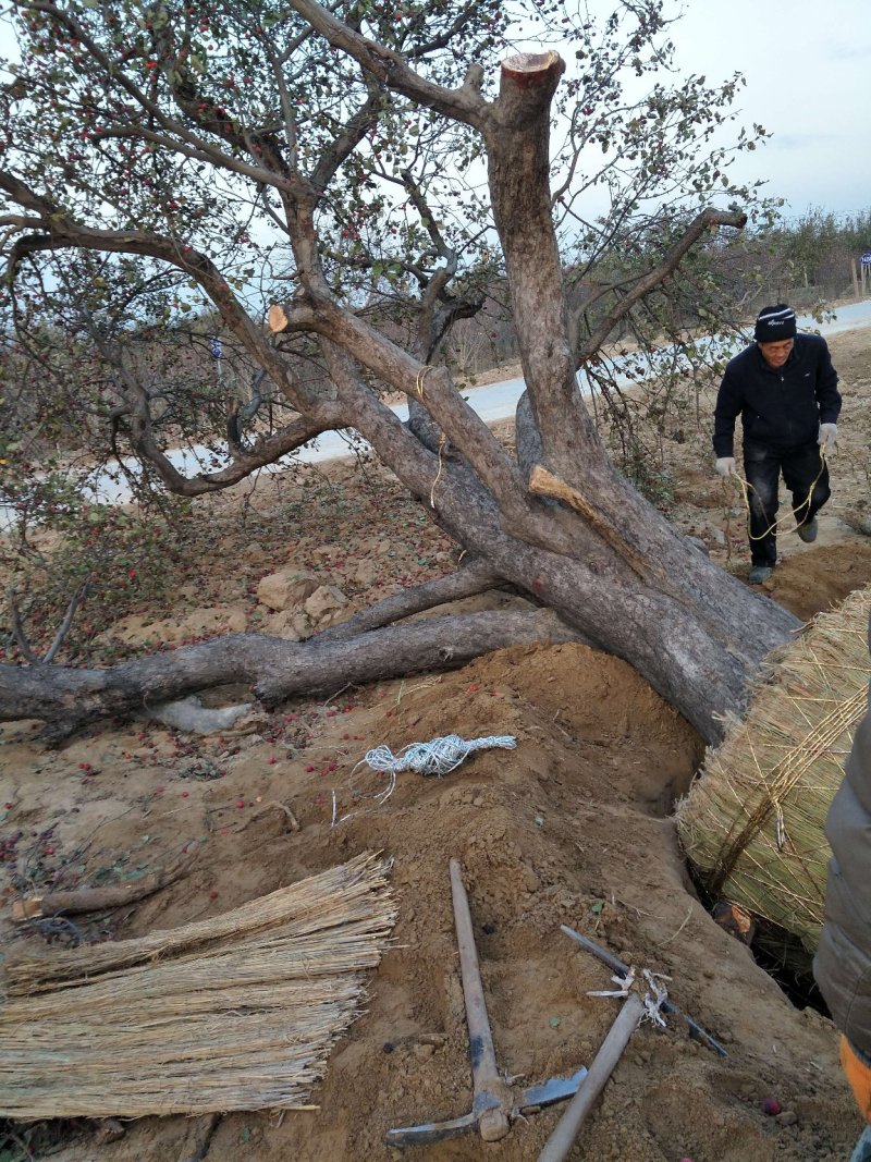 八棱海棠树40公分以上，造形古树，八棱海棠树，海棠树