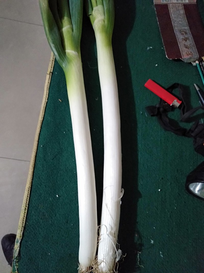 山东铁杆钢葱，平度货！各种规格！等级品种！据客户所需选上
