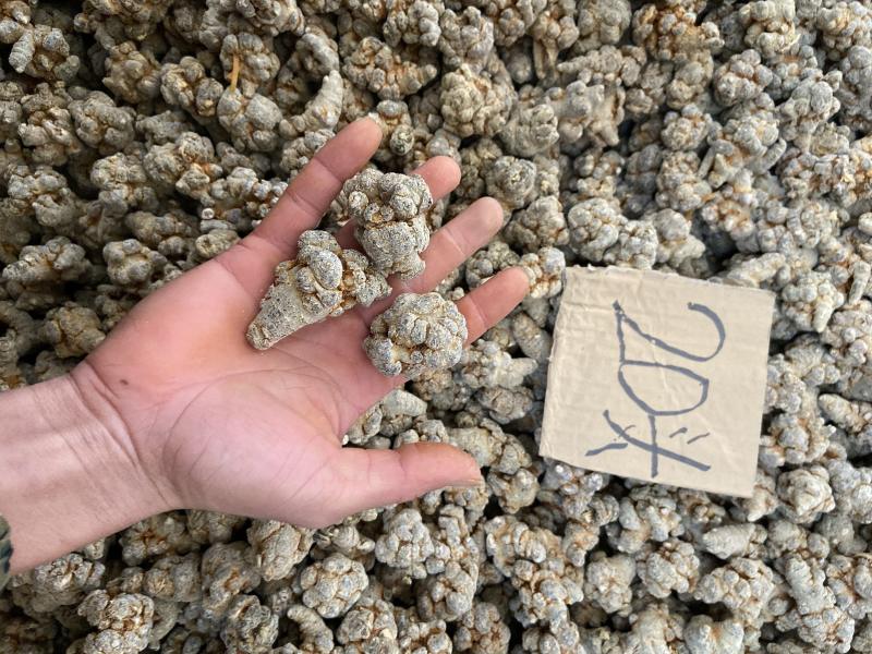 云南文山小三七【产地直销】大量批发零售包邮
