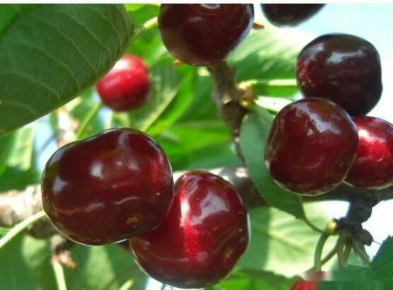 黑珍珠樱桃特写