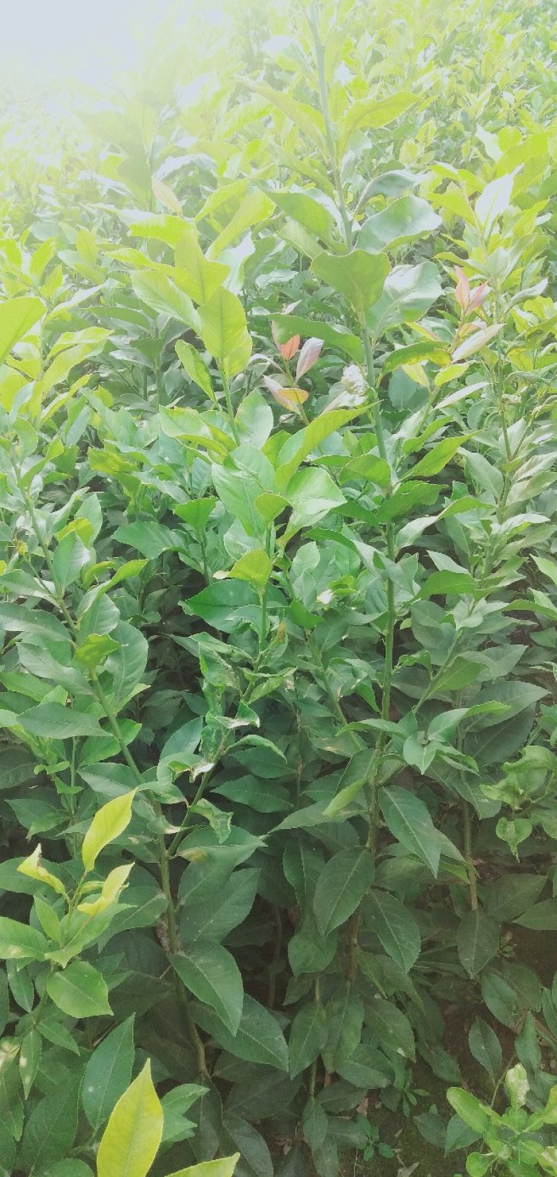 柠檬苗(基地直供，品种纯正，量大价优，苗高四十公分以上