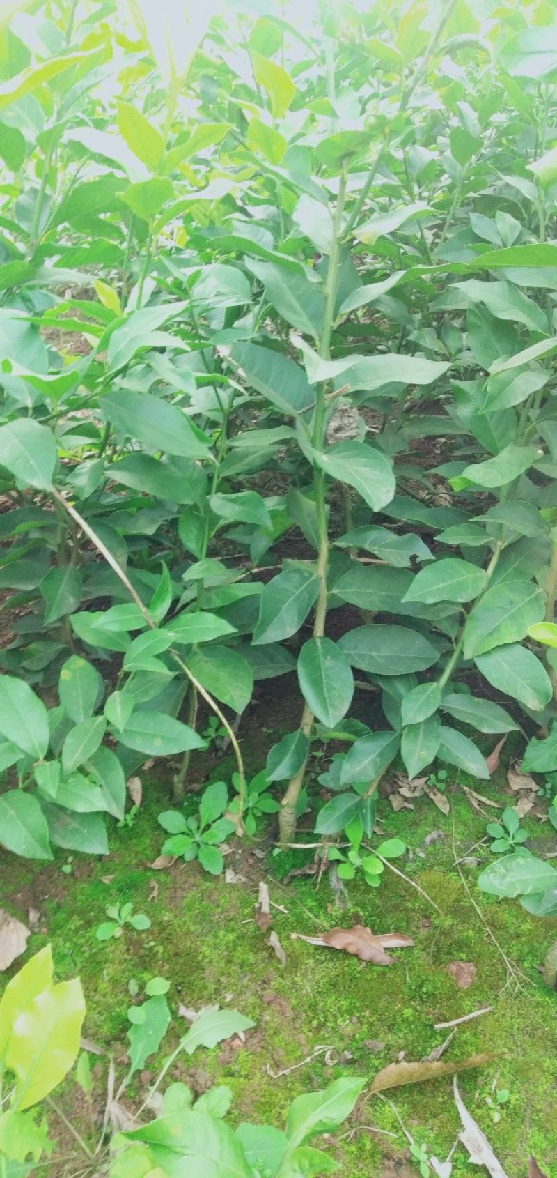 柠檬苗(基地直供，品种纯正，量大价优，苗高四十公分以上