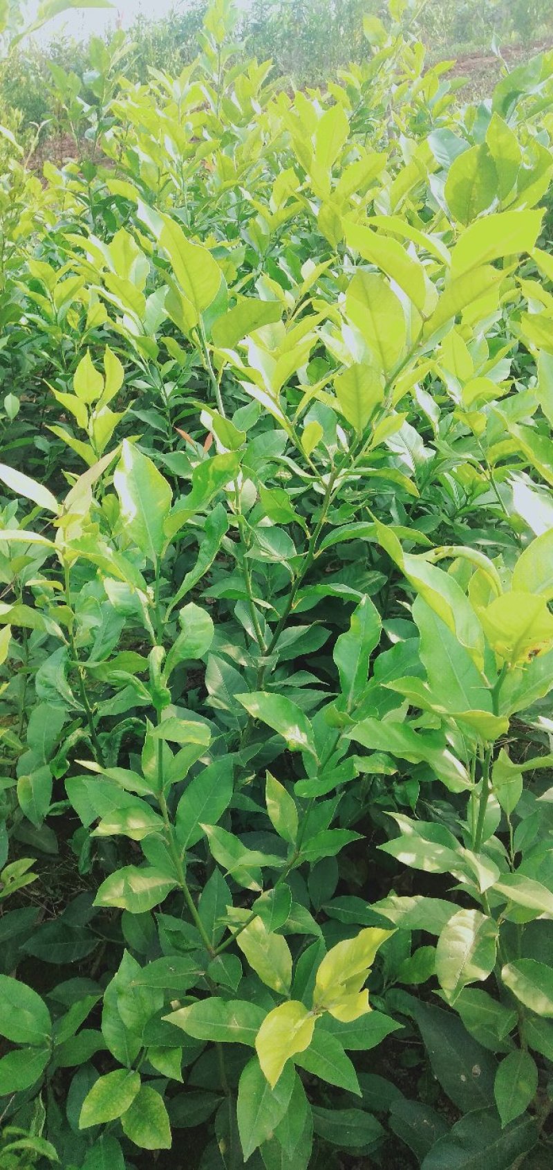 柠檬苗(基地直供，品种纯正，量大价优，苗高四十公分以上