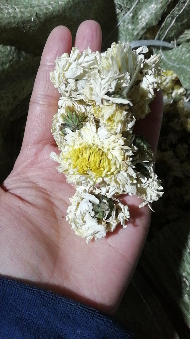 药用菊花袋装