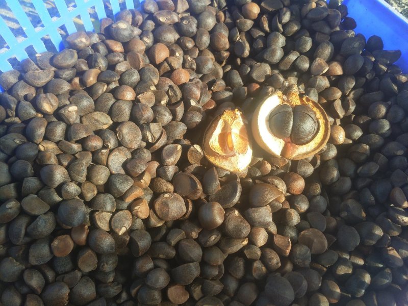 有机油茶籽