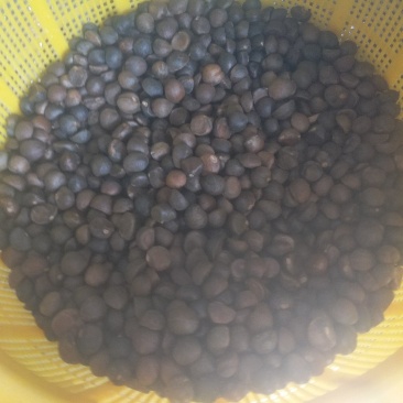 有机油茶籽