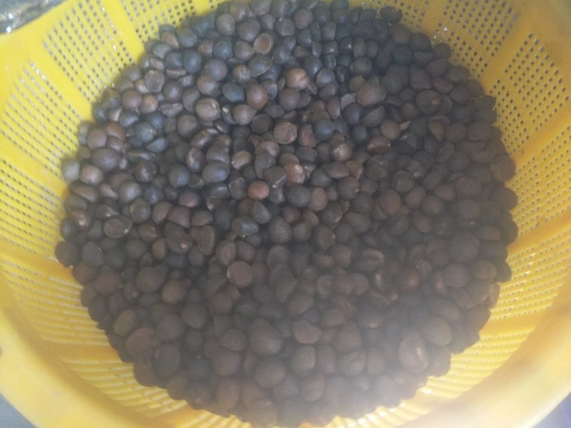 有机油茶籽