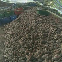 有几万斤红薯可喂猪