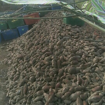 有几万斤红薯可喂猪