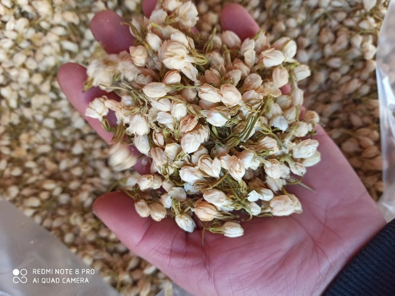 茉莉花茉莉花花苞花茶花苞无硫可打粉