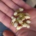 茉莉花茉莉花花苞花茶花苞无硫可打粉
