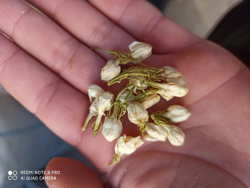 茉莉花茉莉花花苞花茶花苞无硫可打粉